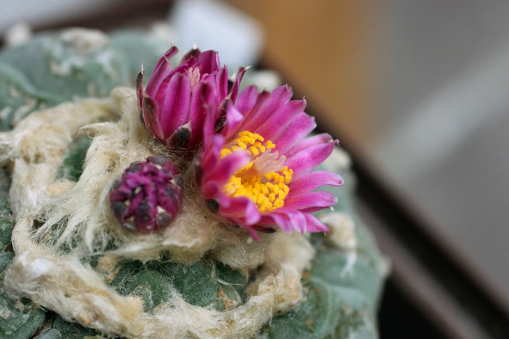 Lophophora fricii, El Amparo