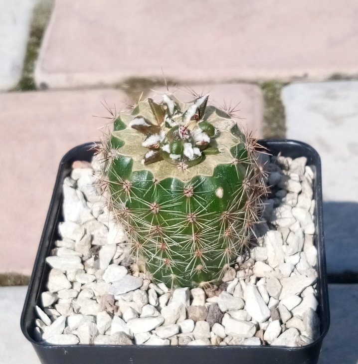 +Arionopsis (химера Ariocarpus kotchoubeyanus albiflorus + Echinopsis sp.)