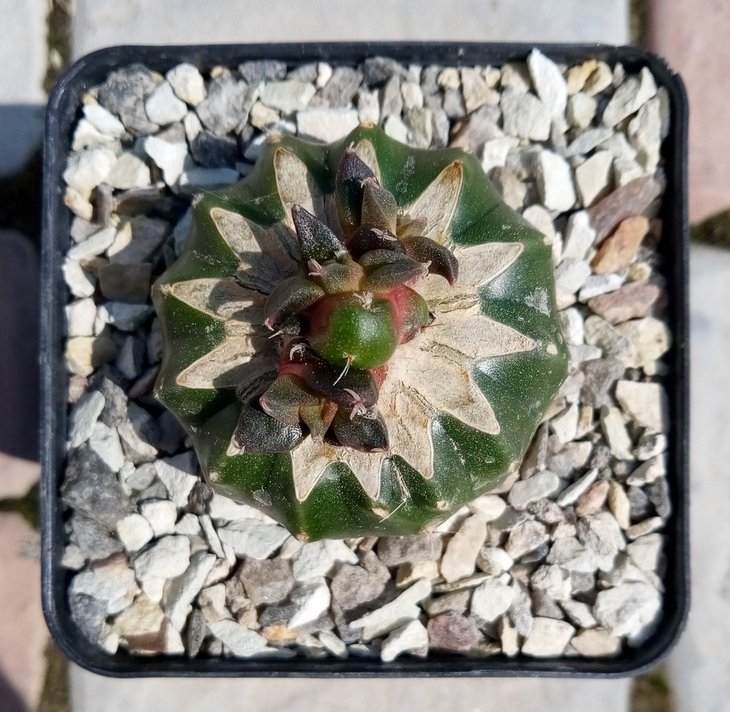 +Arionopsis (химера Ariocarpus retusus + Echinopsis sp.)