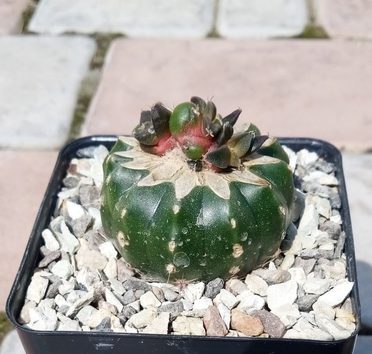 +Arionopsis (химера Ariocarpus retusus + Echinopsis sp.)