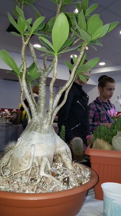 20180519_141306.jpg