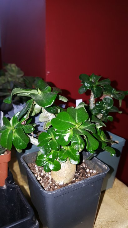 20180519_144658.jpg