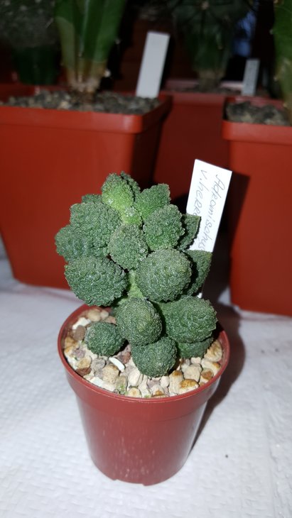 20180519_145152.jpg