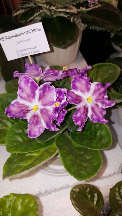 20180519_160700.jpg