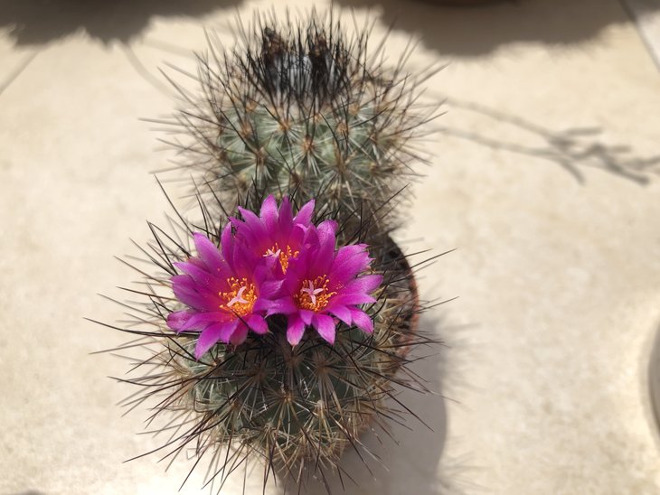 Turbinicarpus viereckii