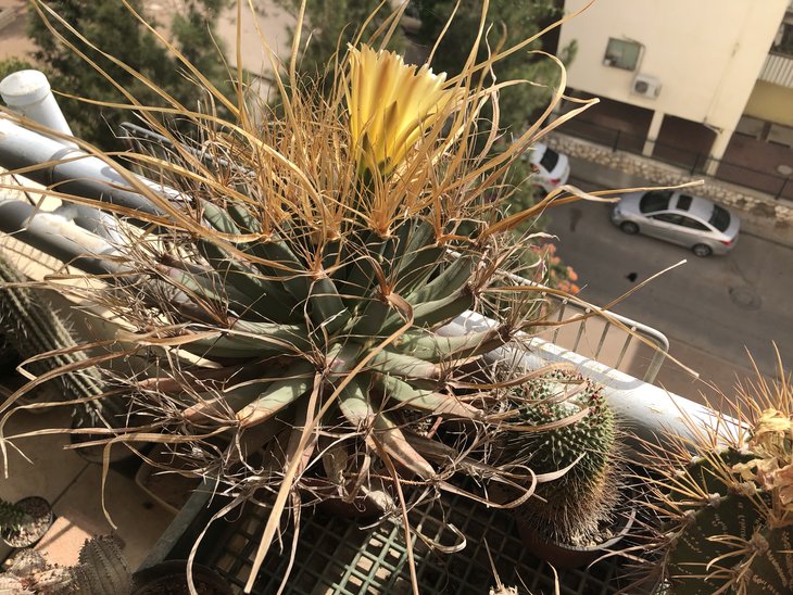 Leuchtenbergia principis