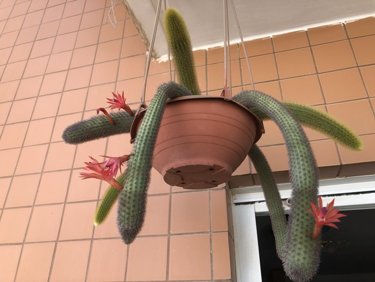 Cleistocactus winteri