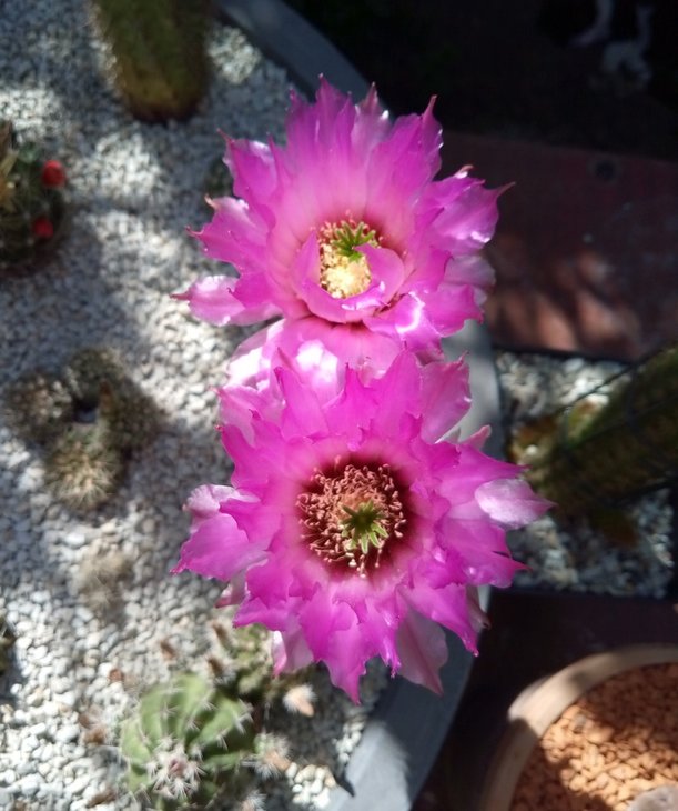 Echinocereus reichenbachii perbellus, ''purpureus'', DJF1331