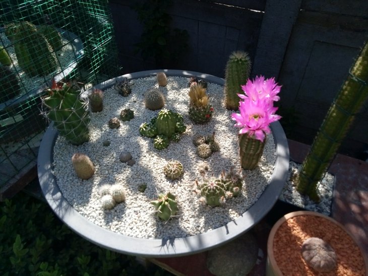Цветёт Echinocereus reichenbachii perbellus, ''purpureus'', DJF1331