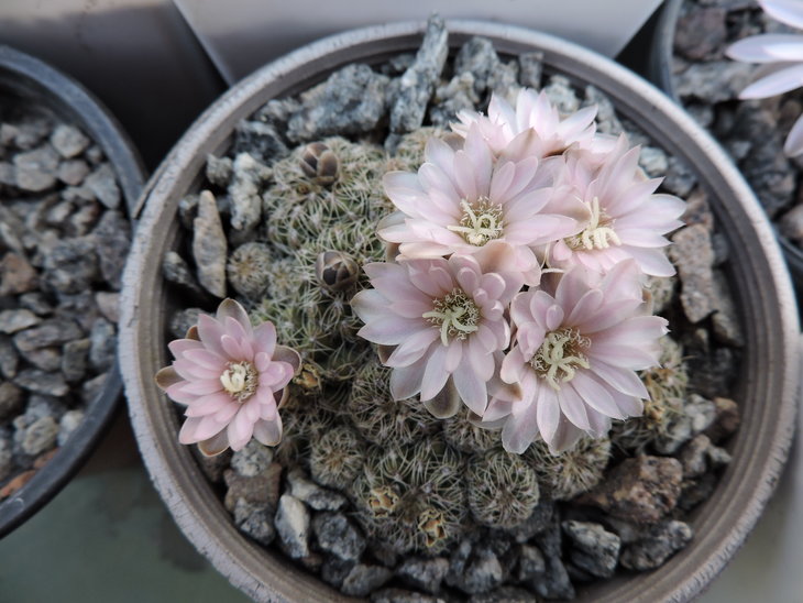 Gymnocalycium bruchii.JPG