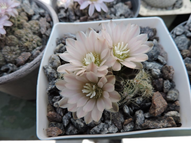 Gymnocalycium bruchii 1.JPG
