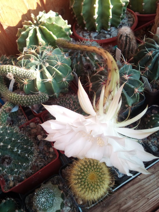eyriesii