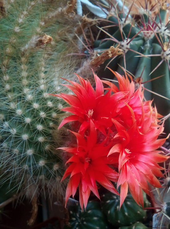 Parodia penicillata