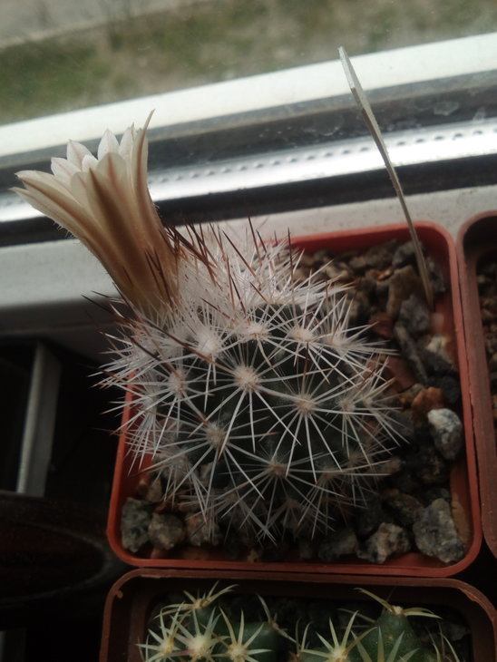 Escobaria zilziana JX272 ( первое цветение )