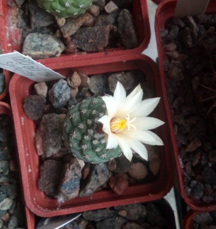 Strombocactus disciformis MZ179( первое цветение )