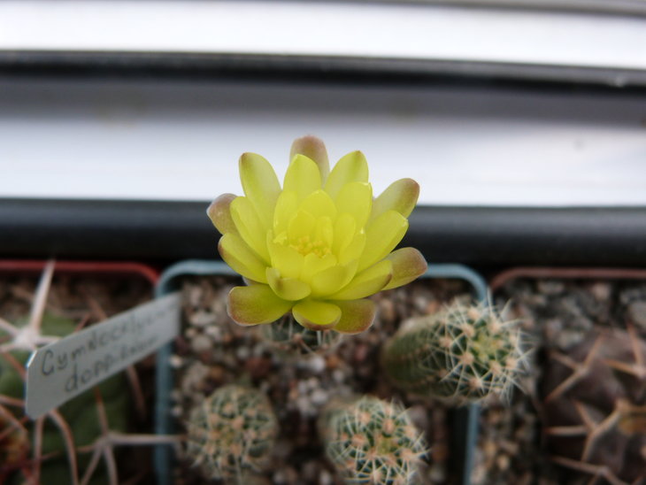Gymnocalycium doppianum
