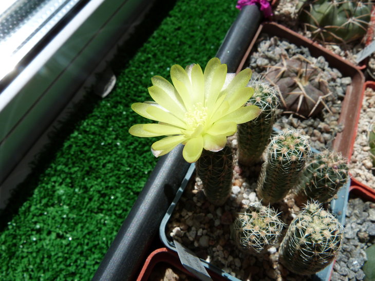 Gymnocalycium doppianum