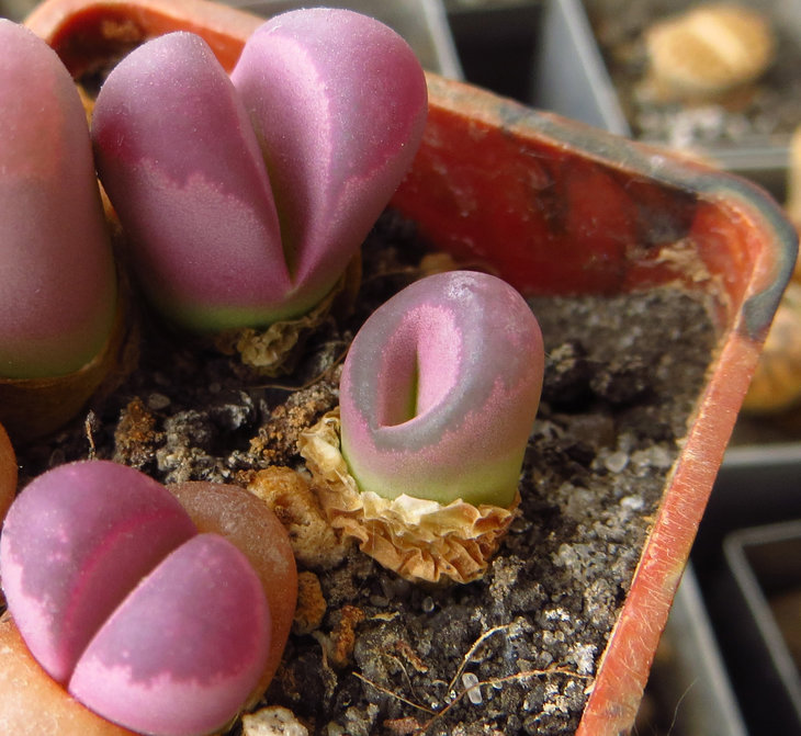 optica rubra