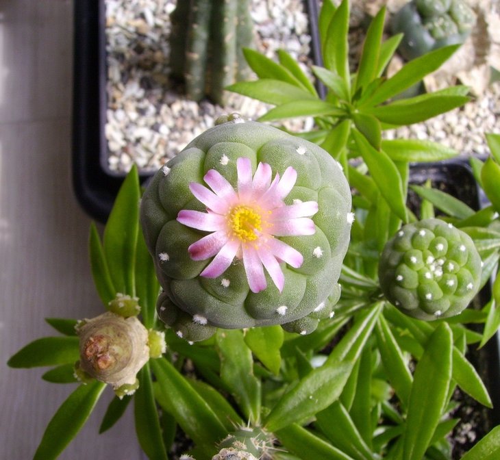 Lophophora fricii, KS198