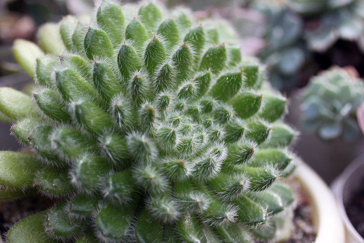 Echeveria setosa