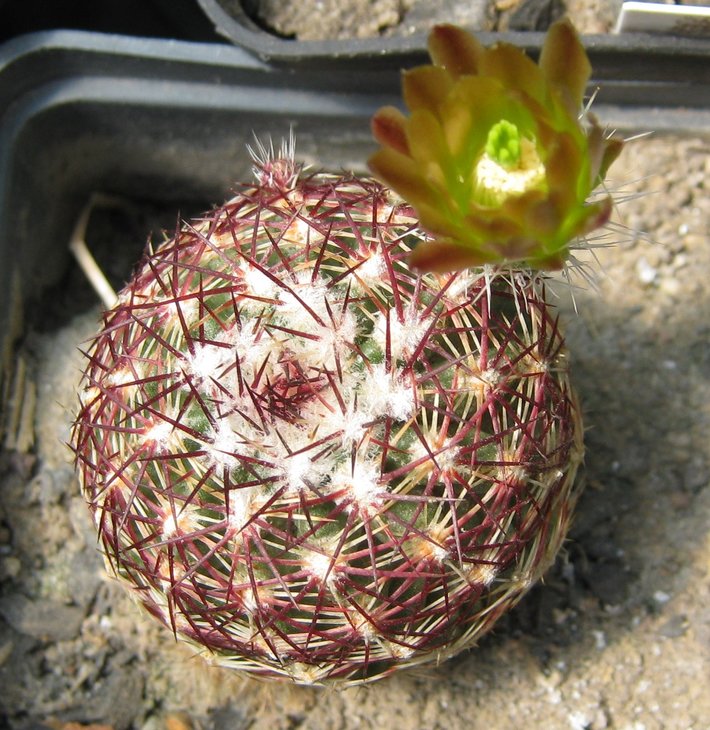 E. chloranthus v. cylindricus SB 378.jpg