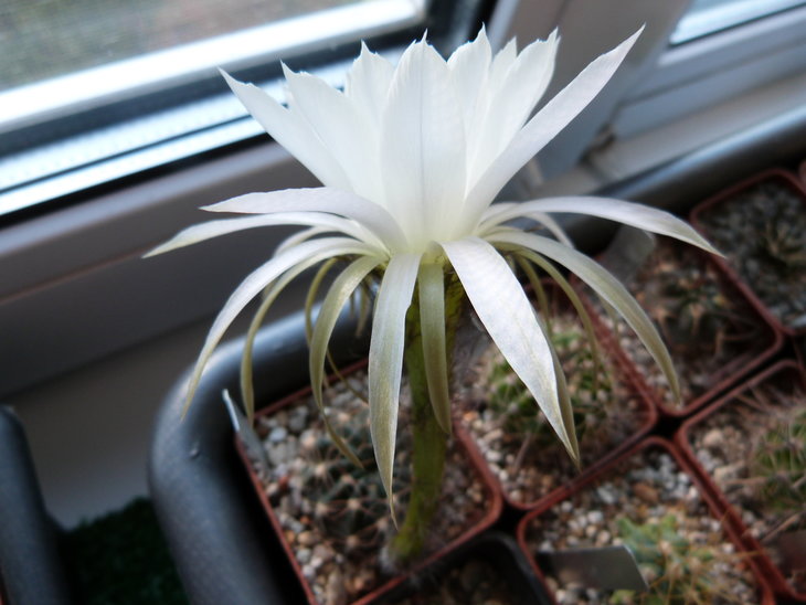 Pseudolobivia ancistrophora