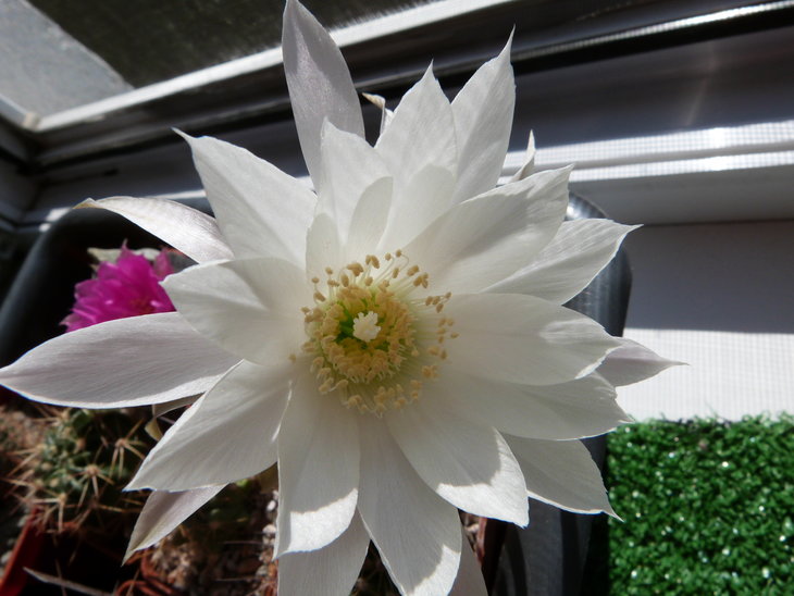 Pseudolobivia ancistrophora