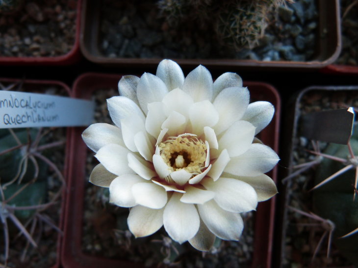 Gymnocalycium quehlianum