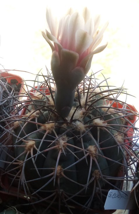 Gymnocalycium spegazzinii