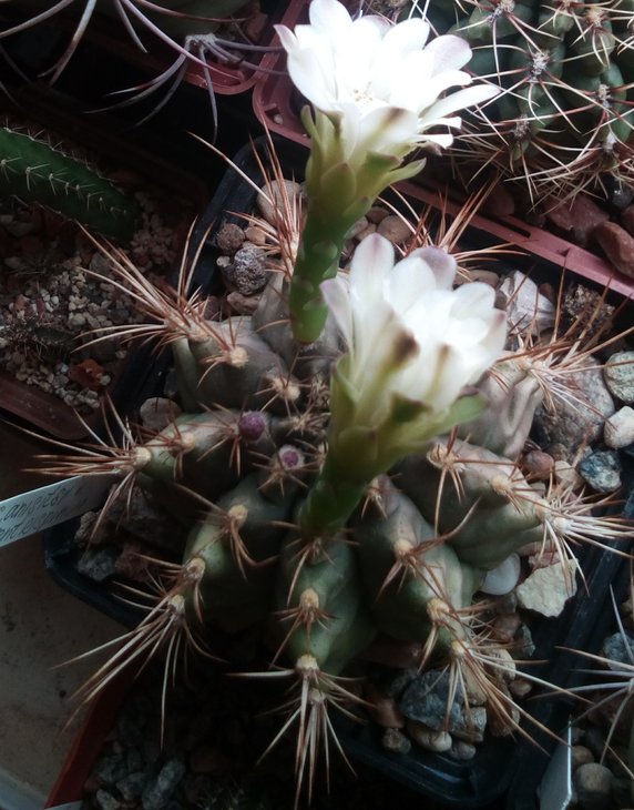 Gymnocalycium anisitsii