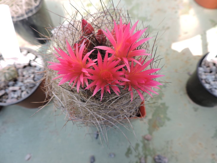 Neoporteria villosa.JPG