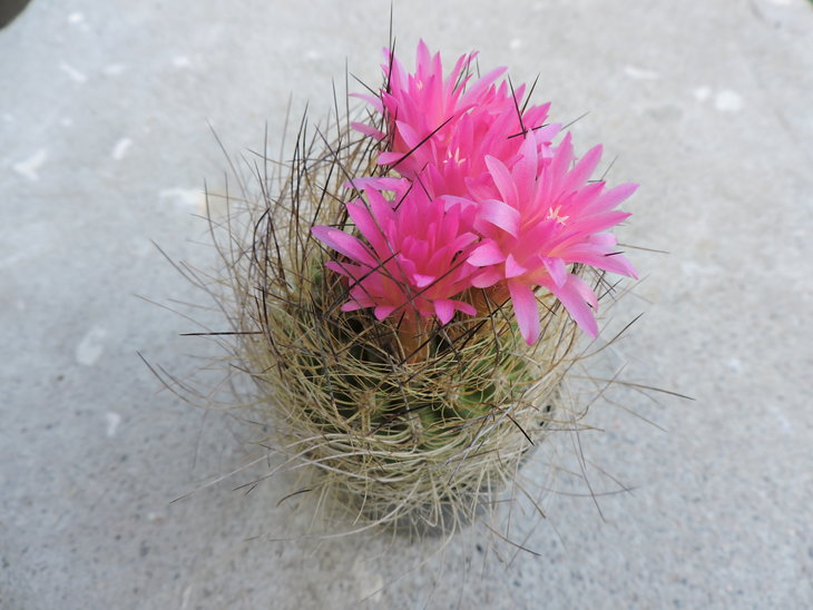 Neoporteria multicolor.JPG