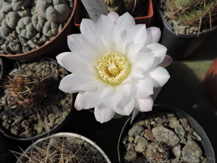 Gymnocalycium sp.JPG