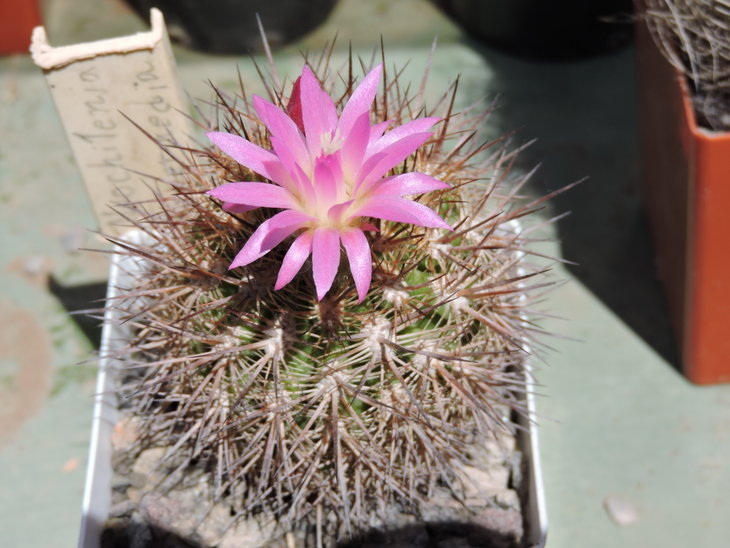Neoporteria intermedia.JPG