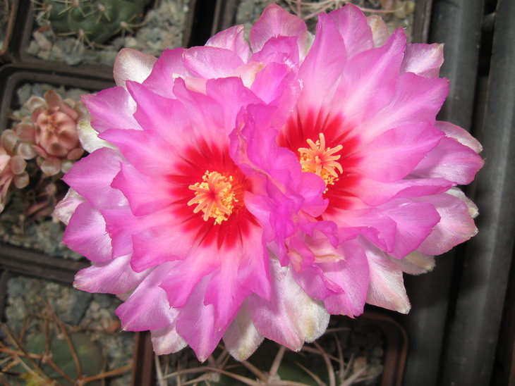 Thelocactus bicolor subsp. schwarzii