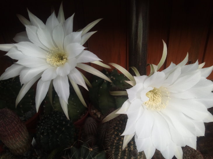Echinopsis subdenudatum