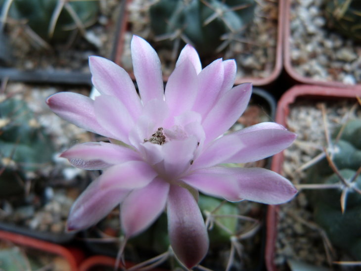 Gymnocalycium damsii
