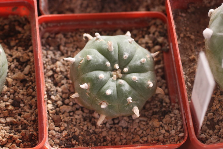 Lophophora williamsii, южная форма
