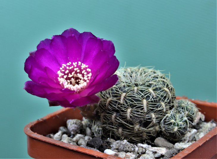 Sulcorebutia crispate v.muezerii LH 1521