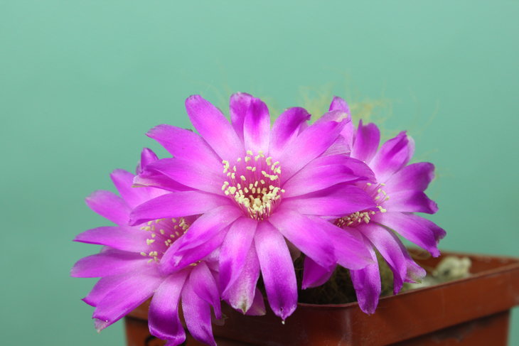 Sulcorebutia patriciae LH 1123