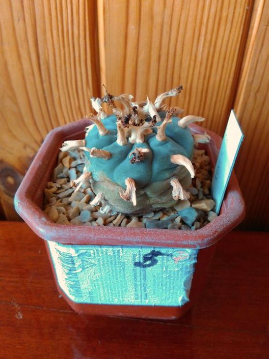 484858460_2_1000x700_kaktus-lophophora-williamsi-texana-fotografii.jpg
