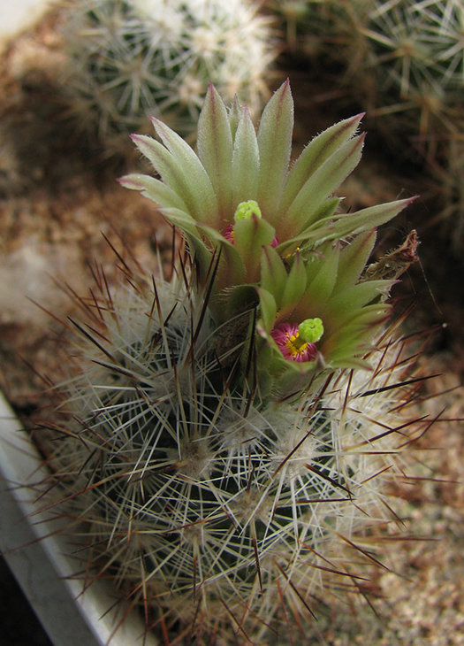 Escobaria bella