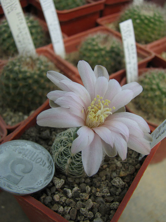 Gymnocalycium bruchii albispinum