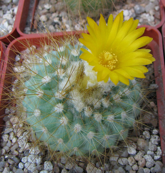 Parodia chrysacanthion