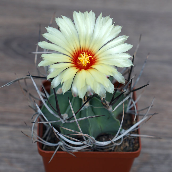 Astpophytum crassispinum