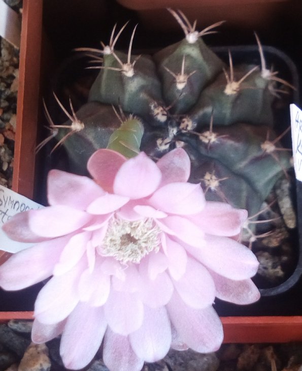 stenopleurum
