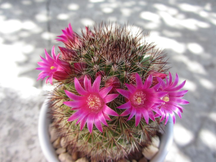 Mammillaria densispina