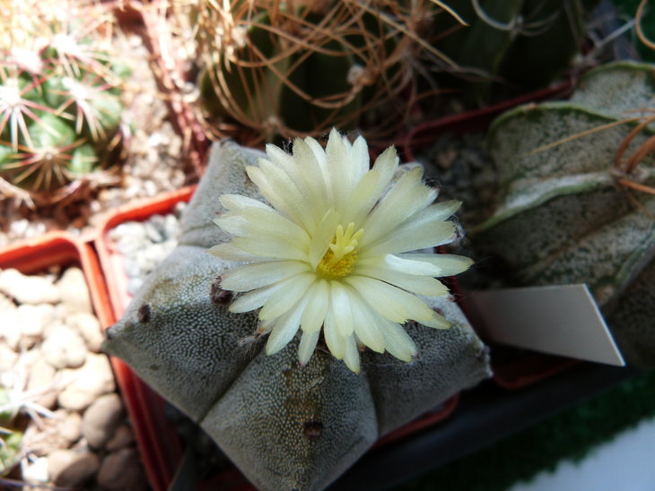 Astrophytum myriostigma