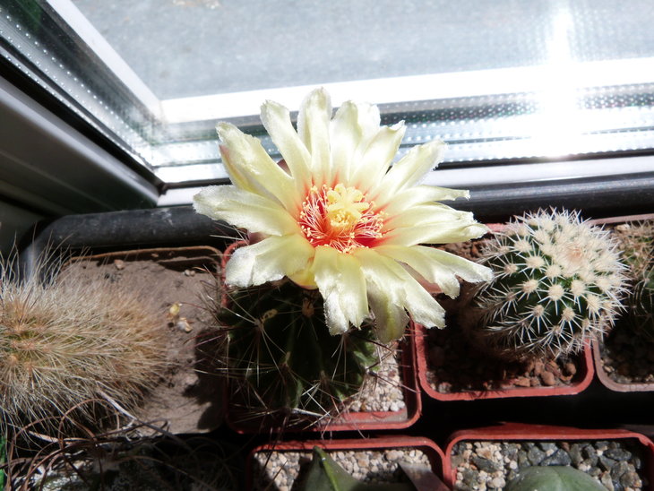 Hamatocactus setispinus