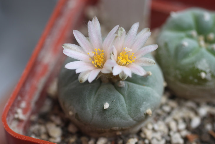 Lophophora fricii La Pe (первое цветение)